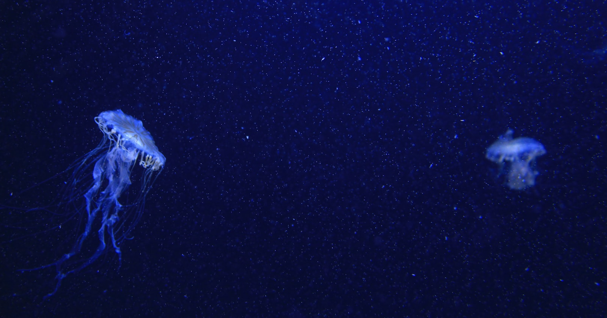 Blue jelly fishes in deep ocean
